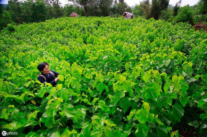 Technical aspects of sauna cultivation