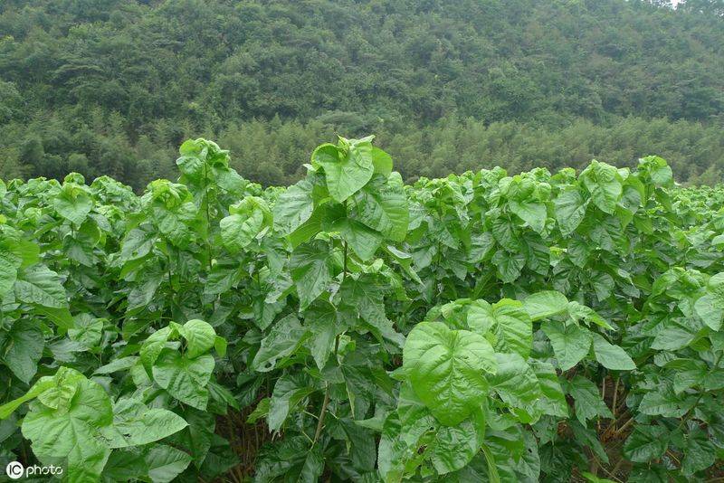 Technical aspects of sauna cultivation