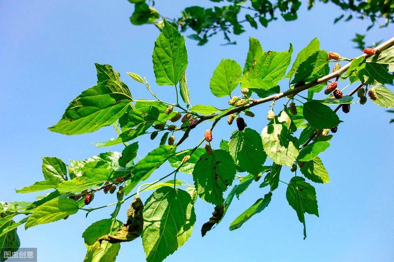 Technical aspects of sauna cultivation