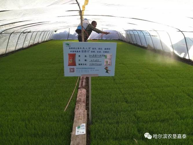 Recent rice cultivation techniques