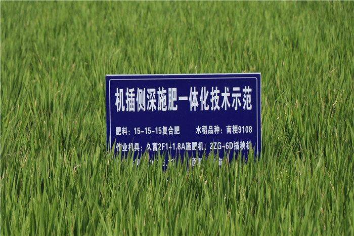 Recent rice cultivation techniques