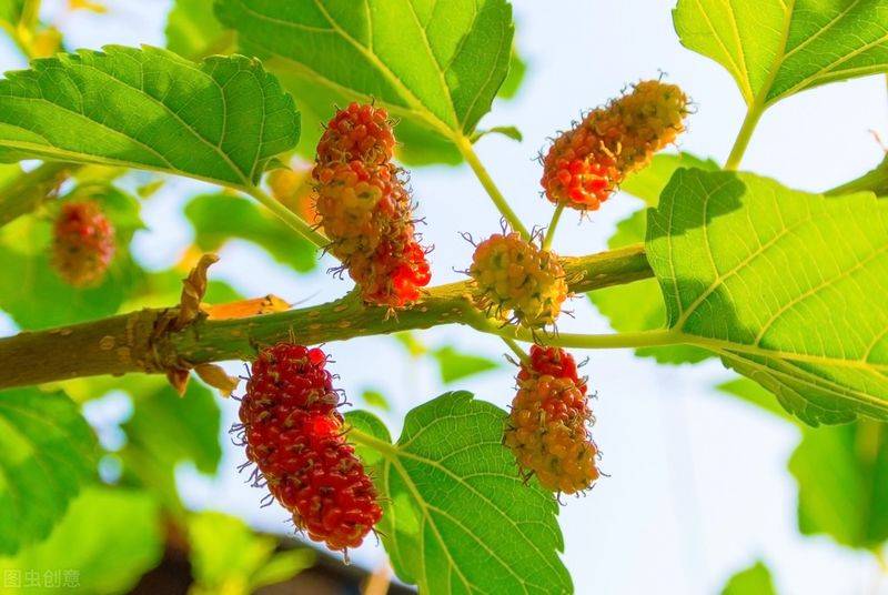 Technical aspects of sauna cultivation