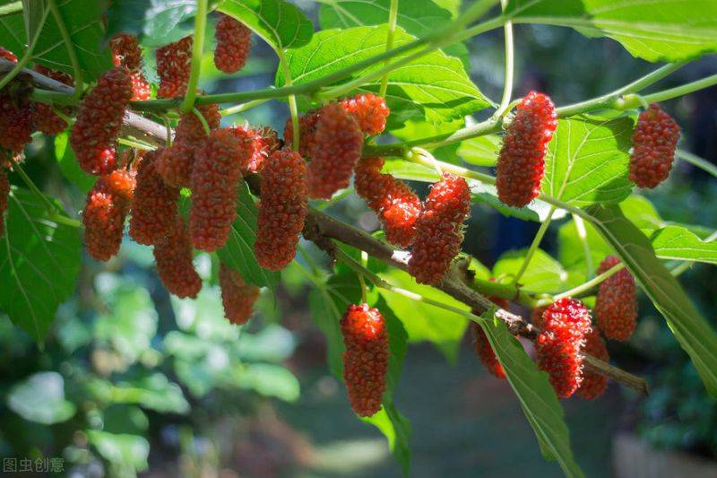 Technical aspects of sauna cultivation