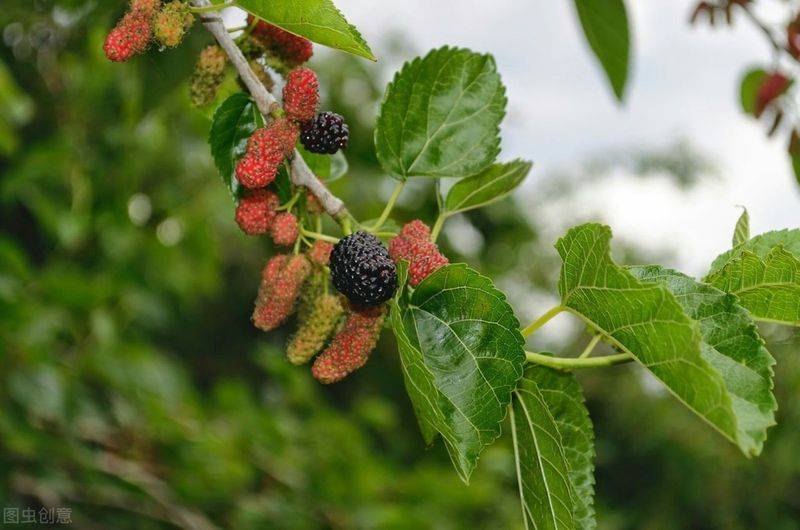 Technical aspects of sauna cultivation