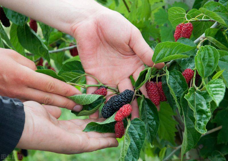 Technical aspects of sauna cultivation