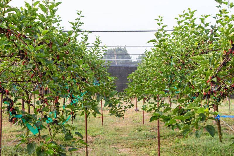 Technical aspects of sauna cultivation