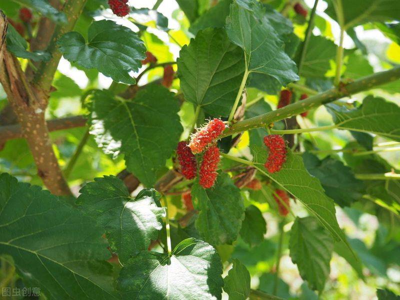 Technical aspects of sauna cultivation