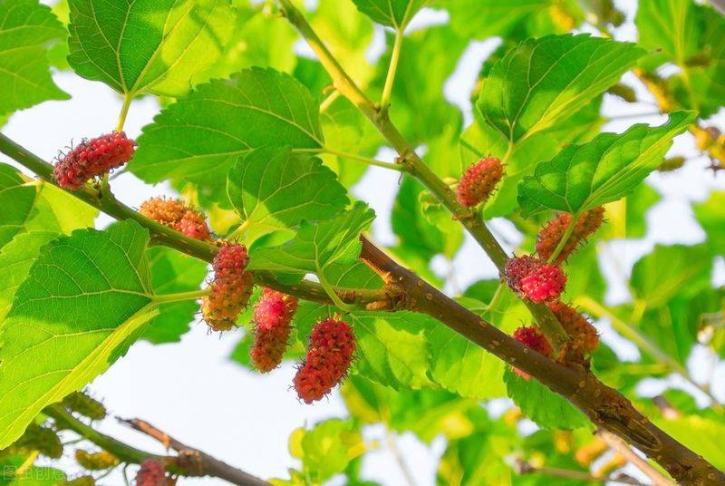 Technical aspects of sauna cultivation