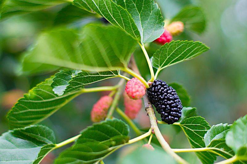 Technical aspects of sauna cultivation