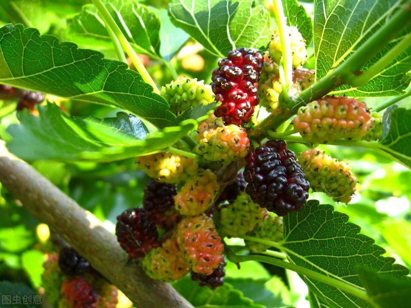 Technical aspects of sauna cultivation