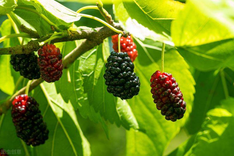 Technical aspects of sauna cultivation