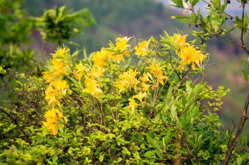 芋头盆栽的种植方法365