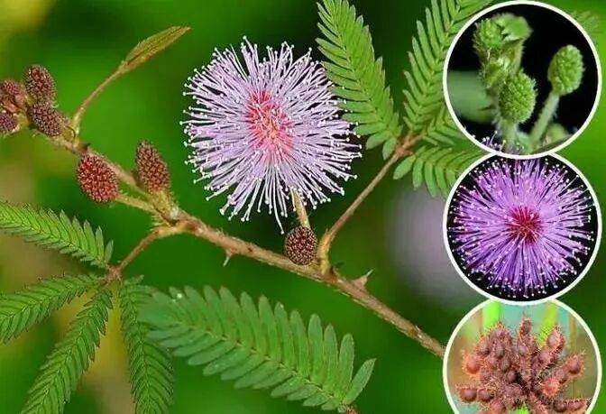 芋头盆栽的种植方法365
