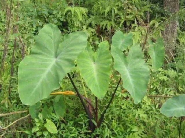 芋头盆栽的种植方法365