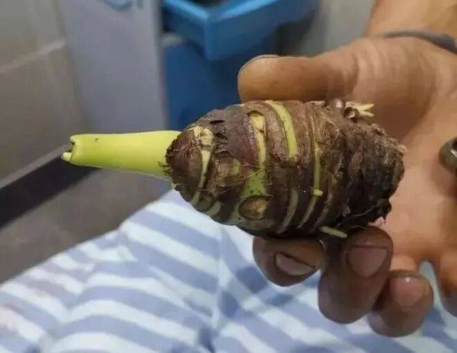 芋头盆栽的种植方法365