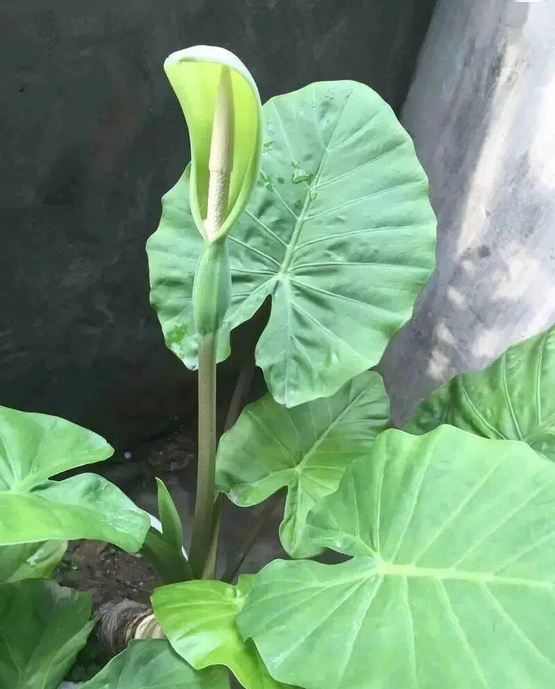 芋头盆栽的种植方法365