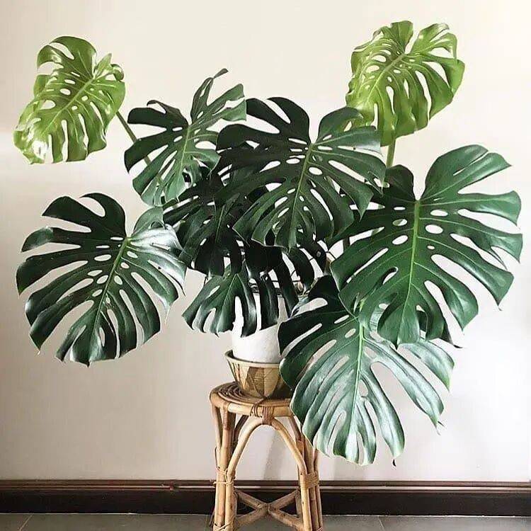 芋头盆栽的种植方法365