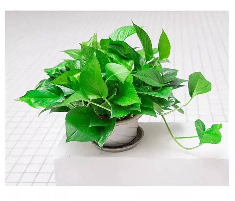 芋头盆栽的种植方法365