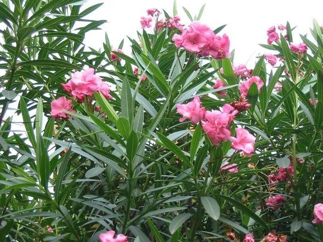 芋头盆栽的种植方法365