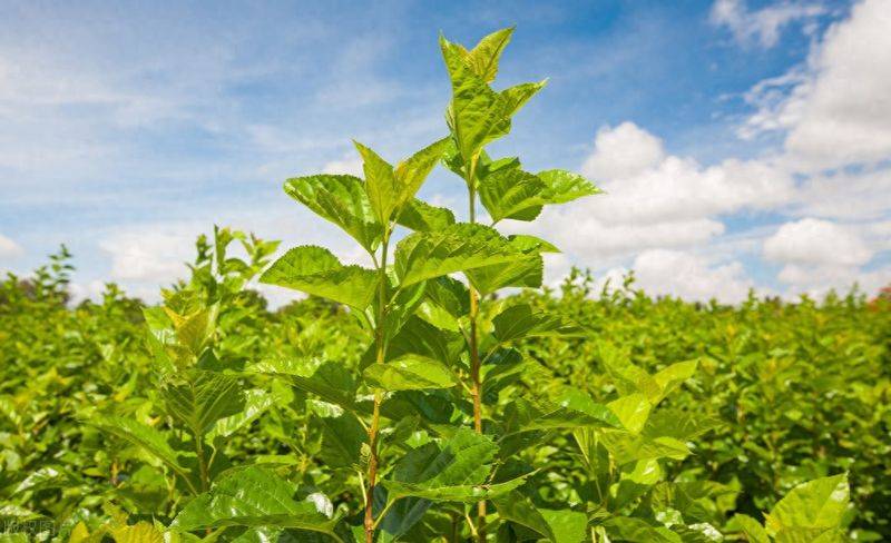Technical aspects of sauna cultivation