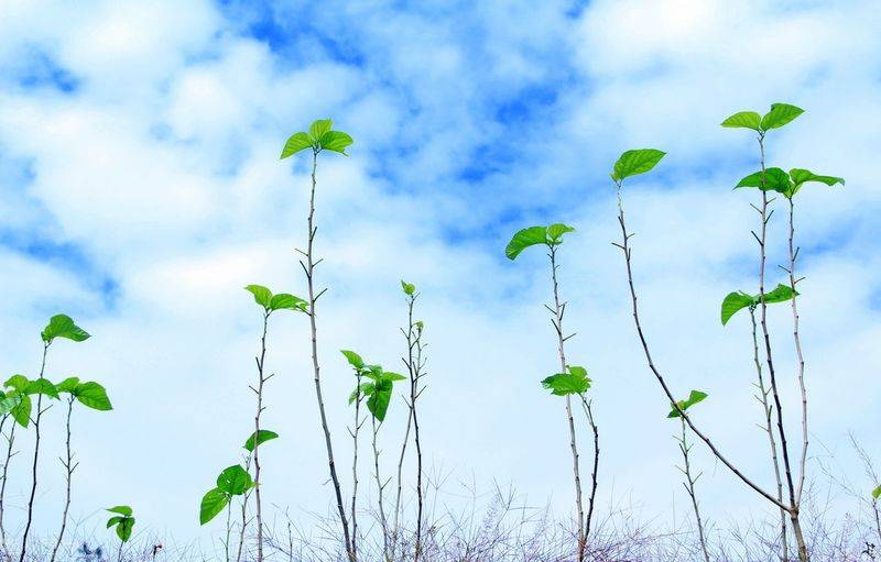 Technical aspects of sauna cultivation