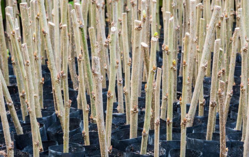 Technical aspects of sauna cultivation