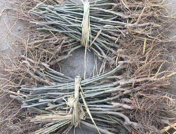 Technical aspects of sauna cultivation