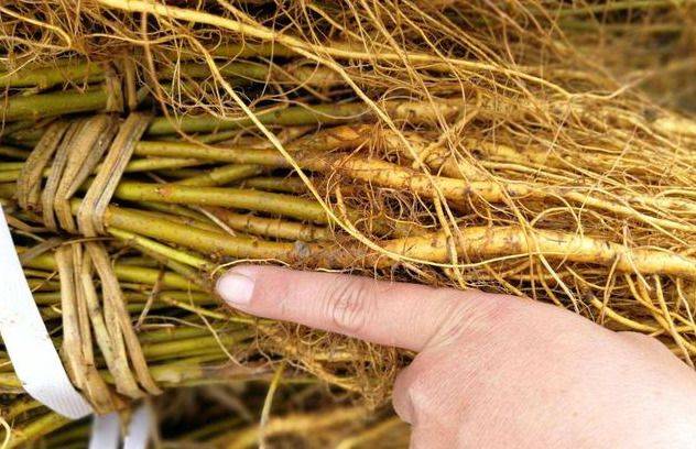 Technical aspects of sauna cultivation