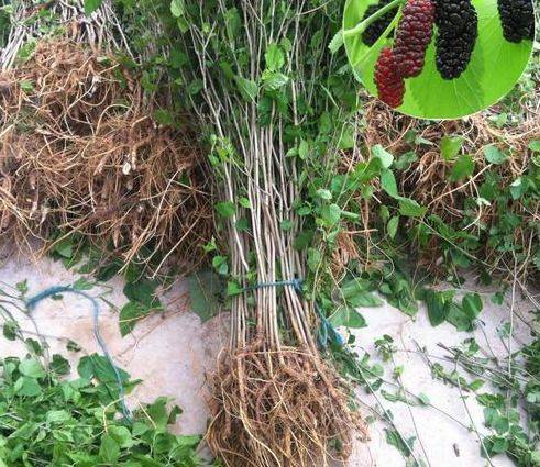 Technical aspects of sauna cultivation