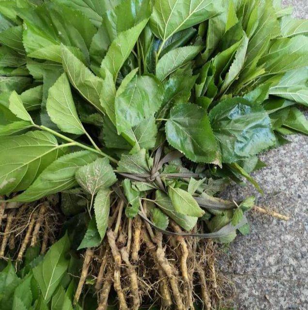 Technical aspects of sauna cultivation