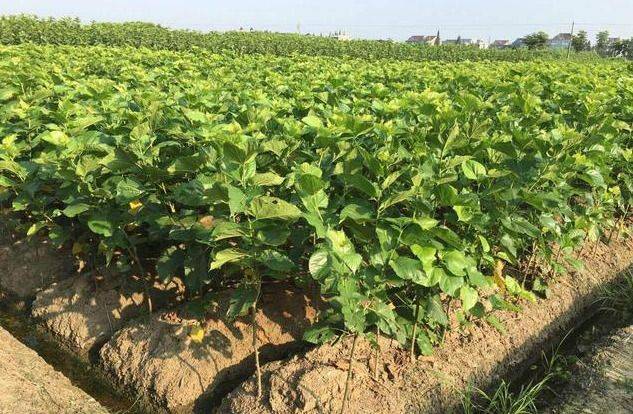 Technical aspects of sauna cultivation