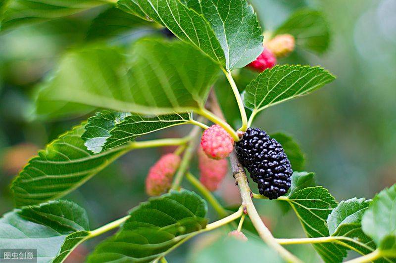 Technical aspects of sauna cultivation