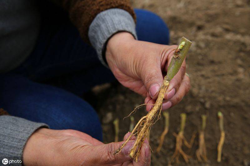 Technical aspects of sauna cultivation