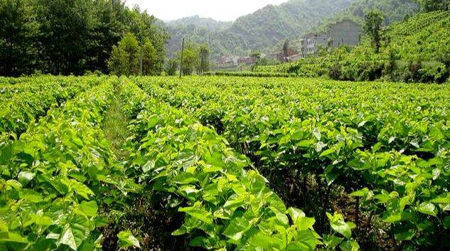 Technical aspects of sauna cultivation