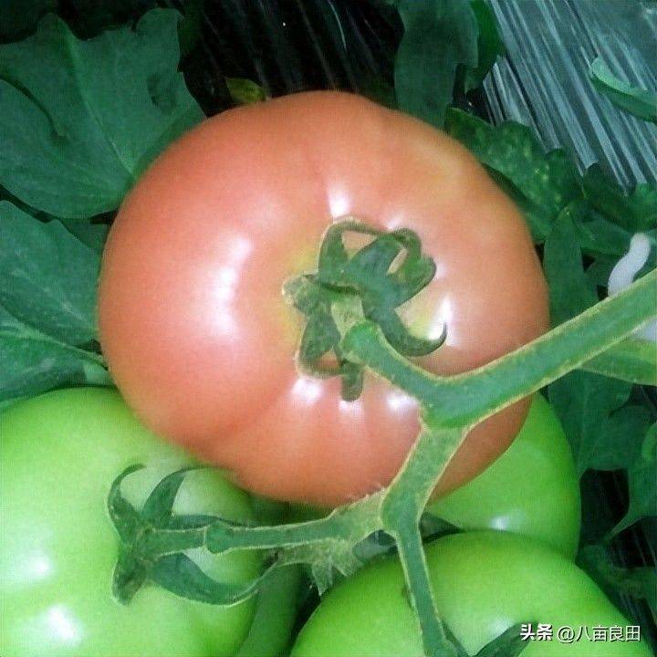 The way the plant tomatoes grow