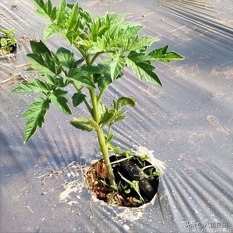 The way the plant tomatoes grow
