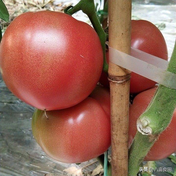 The way the plant tomatoes grow