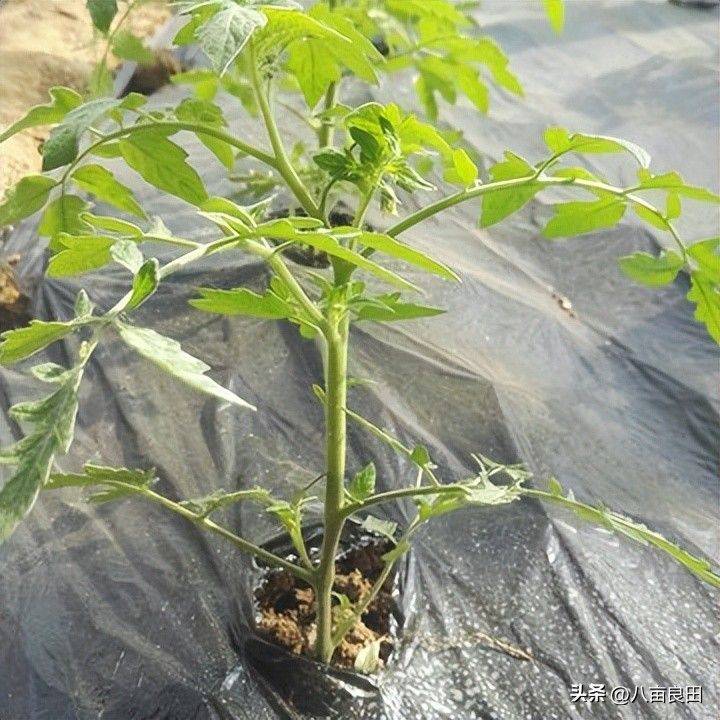 The way the plant tomatoes grow
