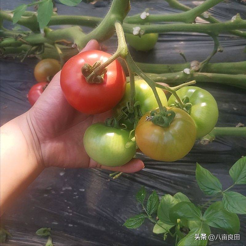 The way the plant tomatoes grow