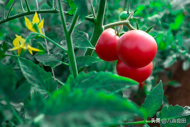 The way the plant tomatoes grow