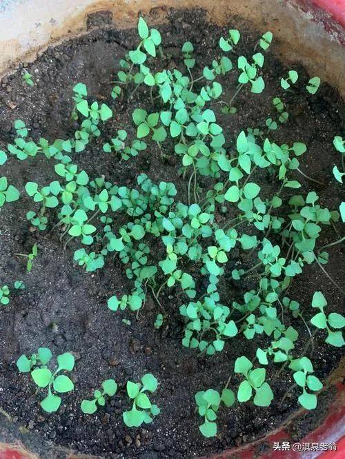 庭芥的种植方法