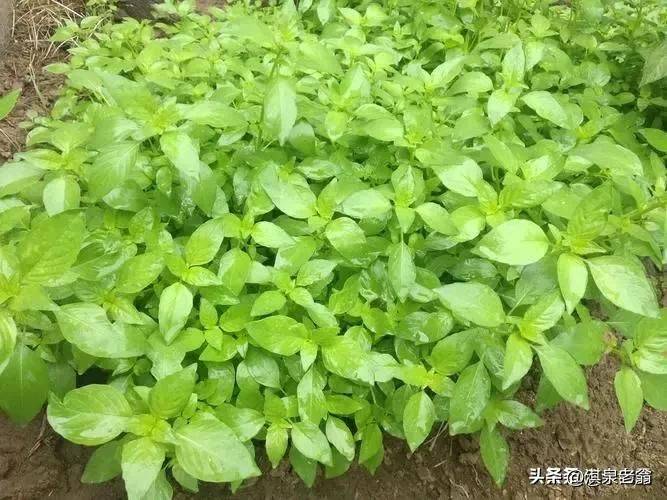 庭芥的种植方法