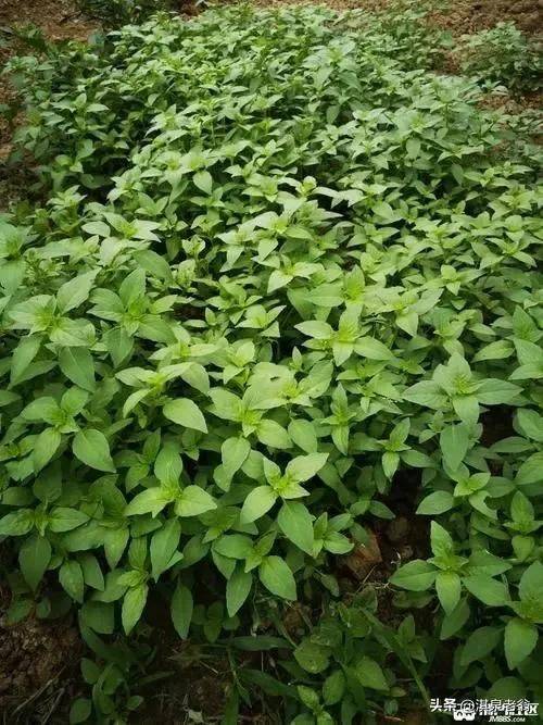 庭芥的种植方法
