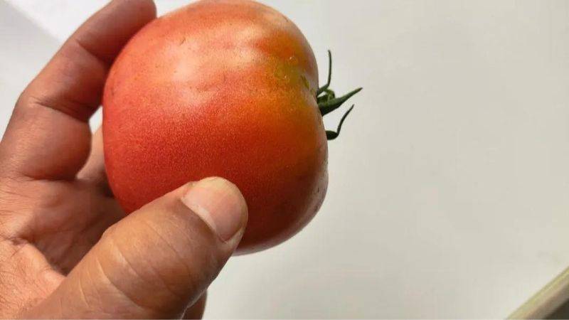 盆栽西红柿的种植方法