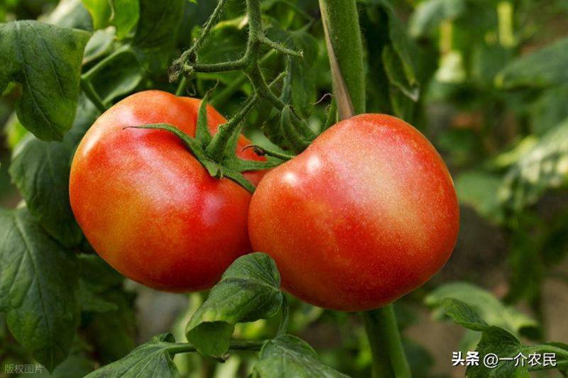 The way the plant tomatoes grow