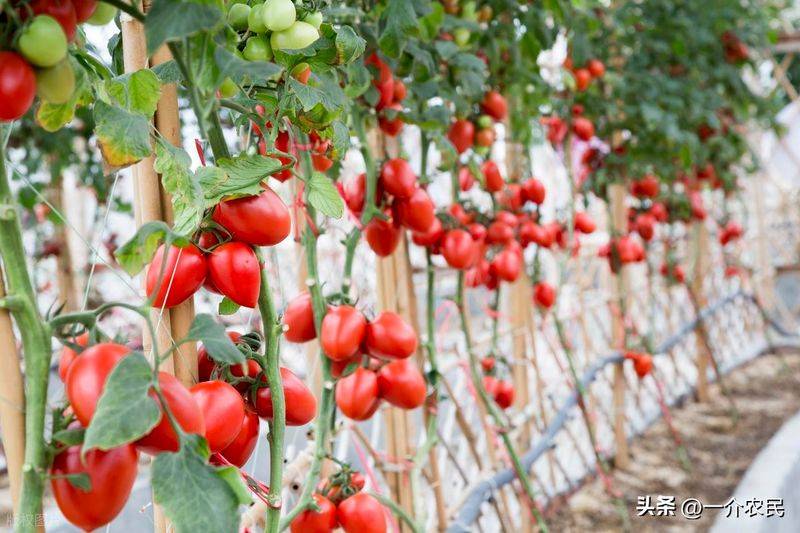 The way the plant tomatoes grow