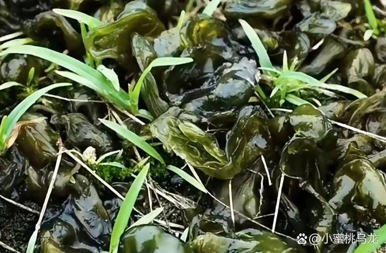 串袋黑木耳种植技术视频