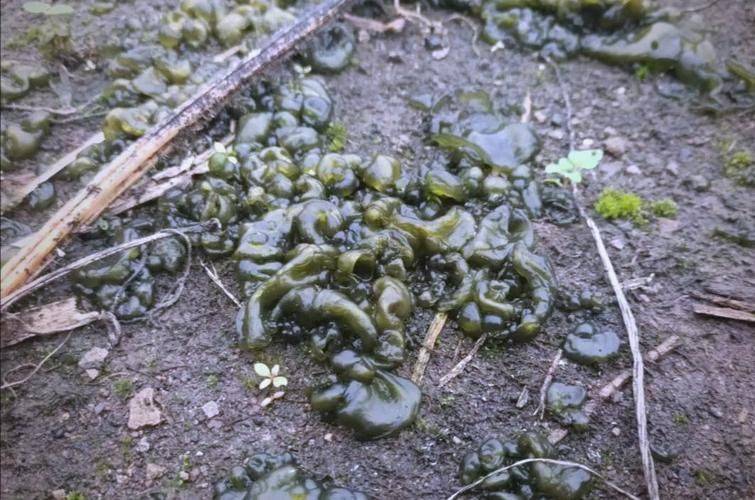 串袋黑木耳种植技术视频