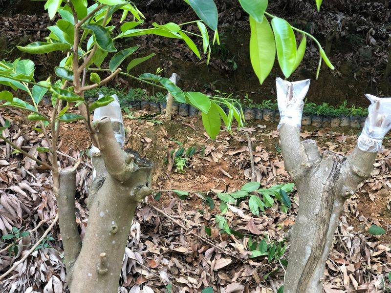 沉香树土沉香种植方法