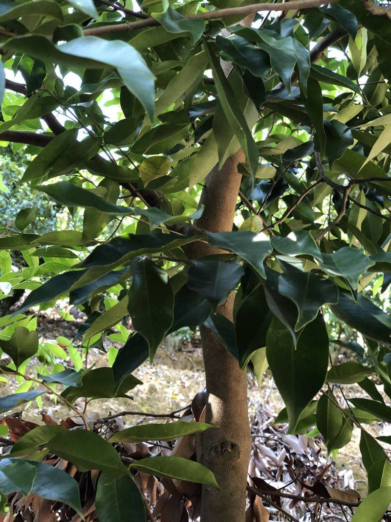 沉香树土沉香种植方法